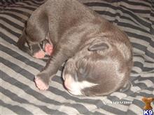 American Pit Bull